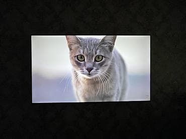 Телевизор Xiaomi Mi TV — Smart TV, 4K Продаю телевизор Xiaomi в at lalafo.kg Телевизор Xiaomi Mi TV — Smart TV, 4K Продаю телевизор Xiaomi в