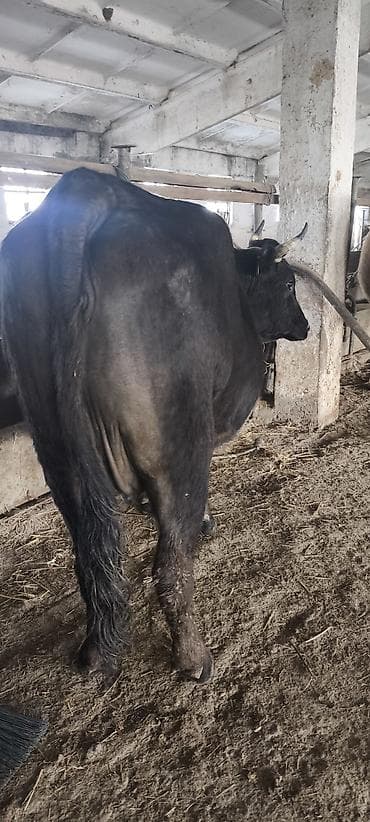 Продаю | Корова (самка) | Алатауская | Для разведения, Для молока | Стельные at lalafo.kg — 8 Продаю | Корова (самка) | Алатауская | Для разведения, Для молока | Стельные — 8