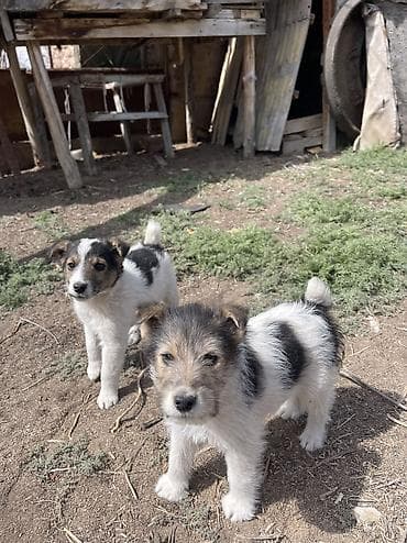 Продается щенки породы фокстерьер 2 месяца Адрес: С. Бостери, верхняя at lalafo.kg Продается щенки породы фокстерьер 2 месяца Адрес: С. Бостери, верхняя