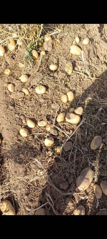 Семена овощей: Картофель, Самовывоз, Платная доставка at lalafo.kg Семена овощей: Картофель, Самовывоз, Платная доставка