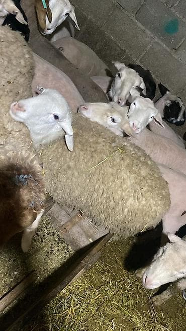 Продаю | Овца (самка) | Для разведения | Матка at lalafo.kg Продаю | Овца (самка) | Для разведения | Матка