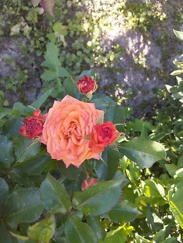 ТОЛЬКО ОПТОМ КОРНИ РОЗ ПОКА ЕСТЬ АССОРТИМЕНТ Садовые розы – микс at lalafo.kg — 8 ТОЛЬКО ОПТОМ КОРНИ РОЗ ПОКА ЕСТЬ АССОРТИМЕНТ Садовые розы – микс — 8