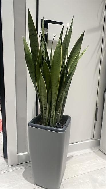 Адаптированные пересаженные в горшках. Сансеvierия (Sansevieria at lalafo.kg Адаптированные пересаженные в горшках. Сансеvierия (Sansevieria