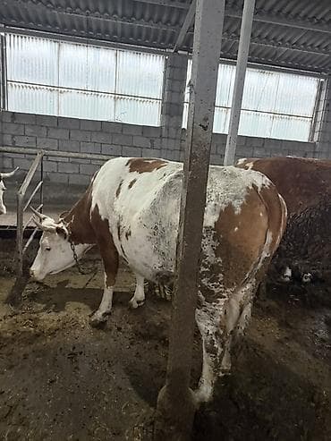 Продаю | Корова (самка) | Для молока | Привязанные at lalafo.kg Продаю | Корова (самка) | Для молока | Привязанные