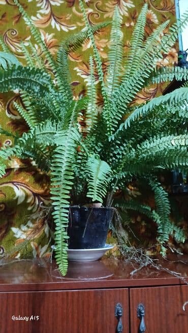 Папоротник нефролепис в горшке - Пышный, взрослый куст с длинными at lalafo.kg Папоротник нефролепис в горшке - Пышный, взрослый куст с длинными