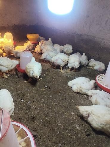 Продаю | Цыплята | Бройлерная | На забой at lalafo.kg Продаю | Цыплята | Бройлерная | На забой