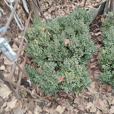 Самшит: Саженцы декоративных растений для озеленения участка и живых lalafo.kg да — 3 Самшит: Саженцы декоративных растений для озеленения участка и живых — 3