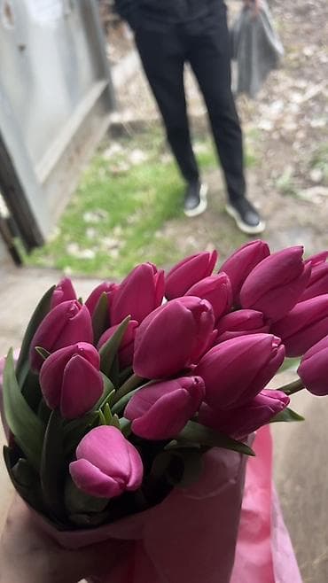 ГОЛЛАНДСКИЕ ТЮЛЬПАНЫ К 8 МАРТА 🌷 Высота 60–70 см - крупные бутоны at lalafo.kg — 2 ГОЛЛАНДСКИЕ ТЮЛЬПАНЫ К 8 МАРТА 🌷 Высота 60–70 см - крупные бутоны — 2