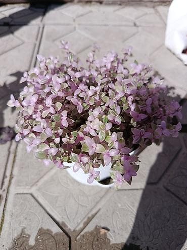 Продам цветы: 1)Каллизия Розовая пантера 150 сом. 2)фикус Мокламе, в at lalafo.kg Продам цветы: 1)Каллизия Розовая пантера 150 сом. 2)фикус Мокламе, в