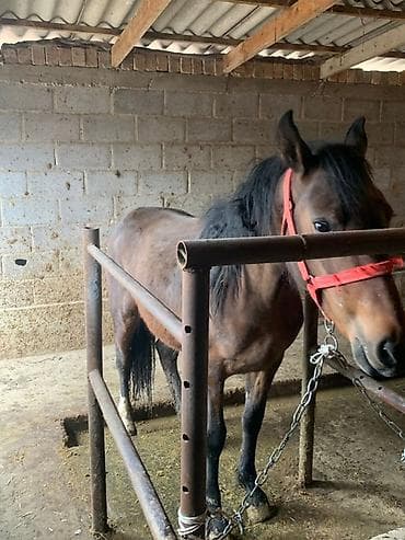 Продаю | Кобыла (самка) | Рабочий | Мерин at lalafo.kg Продаю | Кобыла (самка) | Рабочий | Мерин