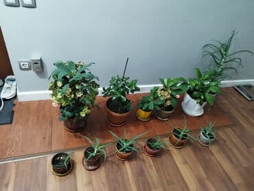 Растения продаем фото : стоимость 1фото Алоя-300сом 2 фото женское at lalafo.kg Растения продаем фото : стоимость 1фото Алоя-300сом 2 фото женское