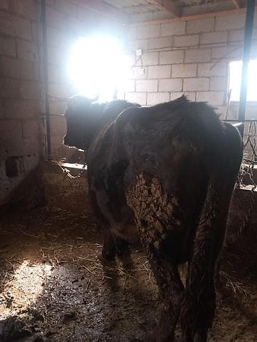 Продаю | Корова (самка), Бык (самец), Тёлка at lalafo.kg Продаю | Корова (самка), Бык (самец), Тёлка