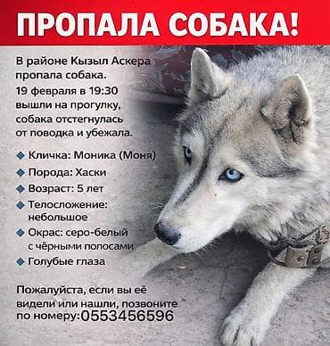 Объявление: пропала собака (хаски) - Район: Кызыл Аскера - Дата и at lalafo.kg Объявление: пропала собака (хаски) - Район: Кызыл Аскера - Дата и