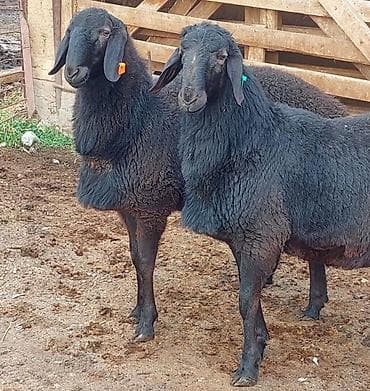 Продаю | Ягненок, Баран (самец) | Для разведения | Племенные, Осеменитель at lalafo.kg — 2 Продаю | Ягненок, Баран (самец) | Для разведения | Племенные, Осеменитель — 2