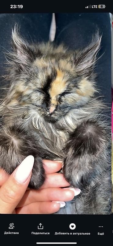 Пушистый котёнок черепахового окраса Описание: - Очаровательный at lalafo.kg Пушистый котёнок черепахового окраса Описание: - Очаровательный