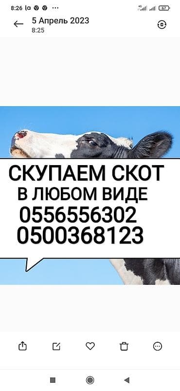 Колбасный цех : Коровы, быки, Лошади, кони, Другие с/х животные, | Круглосуточно, Любое состояние, Забитый at lalafo.kg Колбасный цех : Коровы, быки, Лошади, кони, Другие с/х животные, | Круглосуточно, Любое состояние, Забитый