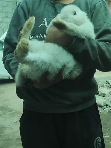 Белый декоративный кролик. - Пушистая белая шерсть, компактное at lalafo.kg Белый декоративный кролик. - Пушистая белая шерсть, компактное