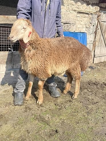 Продаю | Овца (самка) | Для разведения | Матка at lalafo.kg Продаю | Овца (самка) | Для разведения | Матка