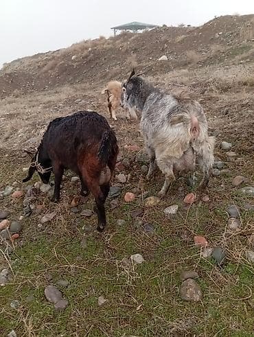 Продаю | Коза (самка) | Полукровка | Для молока at lalafo.kg Продаю | Коза (самка) | Полукровка | Для молока