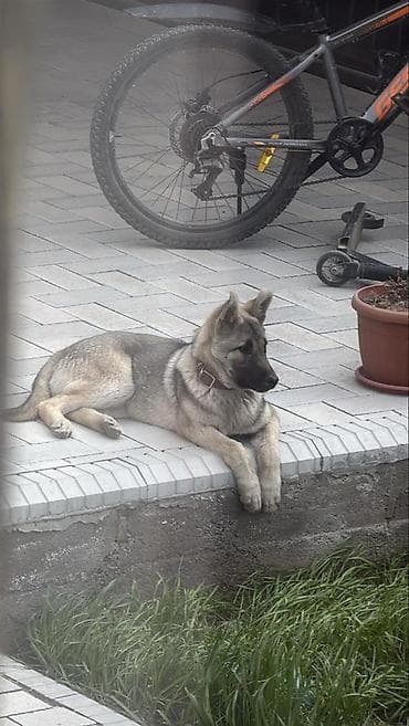 Восточноевропейская овчарка, 4 месяца, Самец at lalafo.kg Восточноевропейская овчарка, 4 месяца, Самец