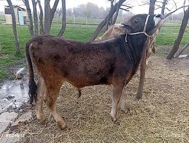 Продаю | Бык (самец) | На откорм | Привязанные at lalafo.kg Продаю | Бык (самец) | На откорм | Привязанные