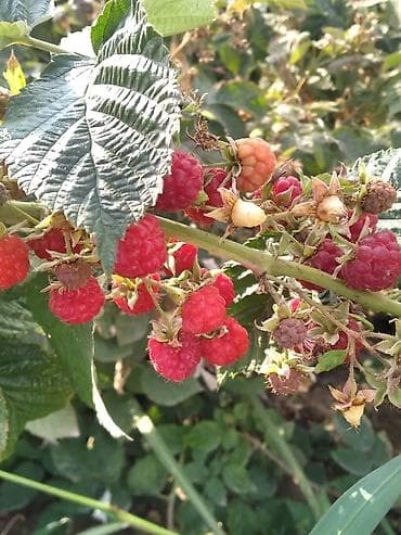 Саженцы малины сорт Геракл сладкая крупная долгоиграющий высшего at lalafo.kg Саженцы малины сорт Геракл сладкая крупная долгоиграющий высшего