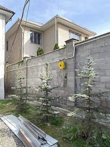 Ели голубые (саженцы, уличные) - Порода: ель голубая (Picea pungens) at lalafo.kg Ели голубые (саженцы, уличные) - Порода: ель голубая (Picea pungens)