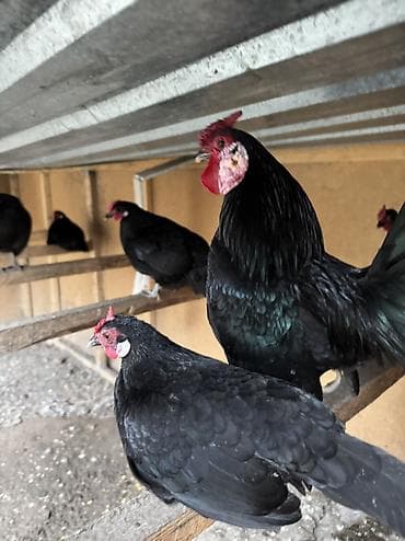 Продам семью карликов петух и кур at lalafo.kg Продам семью карликов петух и кур