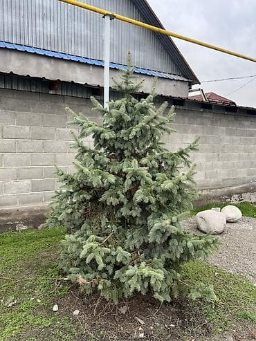 Ель голубая (колючая ель, Picea pungens Glauca) - Живое декоративное at lalafo.kg Ель голубая (колючая ель, Picea pungens Glauca) - Живое декоративное