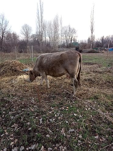 Продаю | Корова (самка) | Для молока | Привязанные at lalafo.kg Продаю | Корова (самка) | Для молока | Привязанные