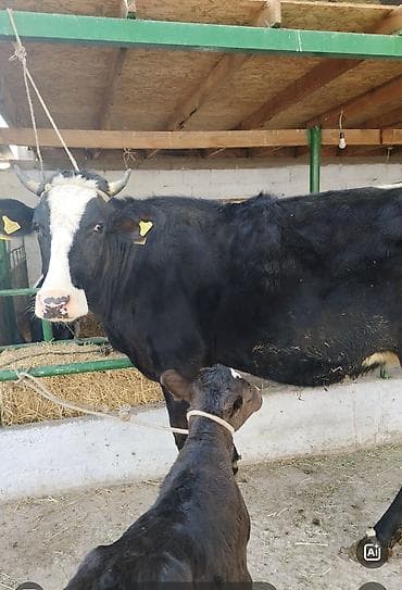 Продаю | Корова (самка) | Швицкая at lalafo.kg Продаю | Корова (самка) | Швицкая