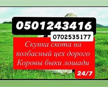 Колбасный цех : Коровы, быки, | Круглосуточно at lalafo.kg Колбасный цех : Коровы, быки, | Круглосуточно