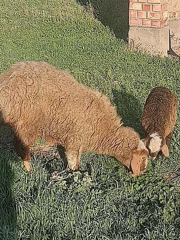 Продаю | Овца (самка) | Для разведения | Матка at lalafo.kg Продаю | Овца (самка) | Для разведения | Матка