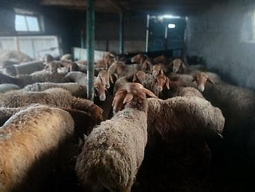 Продаю | Овца (самка) | Полукровка, Арашан at lalafo.kg Продаю | Овца (самка) | Полукровка, Арашан