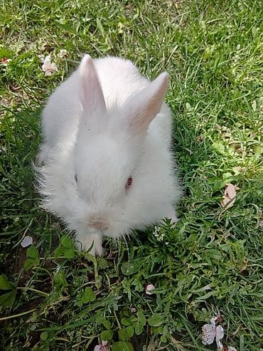 Деңиз чочколору: Карлик коён сатылат. Ак түстө, таза, ден соолугу жакшы, шустрая жана lalafo.kg да — 1 Деңиз чочколору: Карлик коён сатылат. Ак түстө, таза, ден соолугу жакшы, шустрая жана — 1