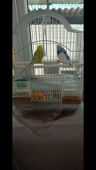 Попугаи волнистые веселые кушают растения овощи и фрукты at lalafo.kg Попугаи волнистые веселые кушают растения овощи и фрукты