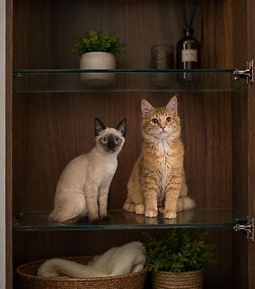 Продаются котята: Мейн-кун и Сиамская Продаются два породистых at lalafo.kg Продаются котята: Мейн-кун и Сиамская Продаются два породистых