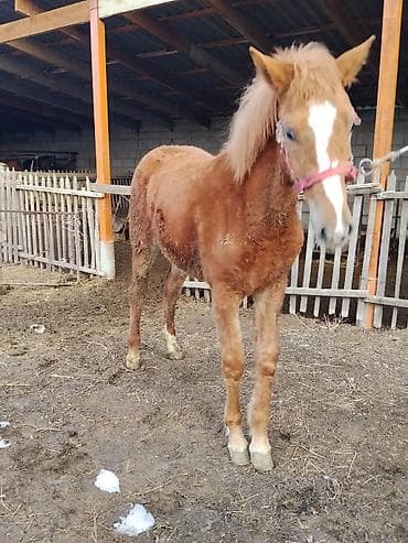 Продаю | Жеребенок | Полукровка | Конный спорт | Племенные at lalafo.kg Продаю | Жеребенок | Полукровка | Конный спорт | Племенные