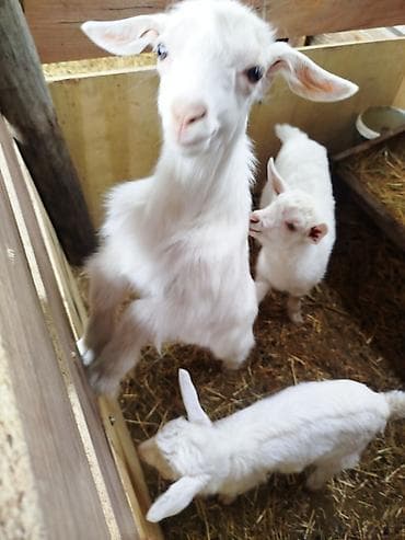 Сатам | Улак | Заанен lalafo.kg да Сатам | Улак | Заанен