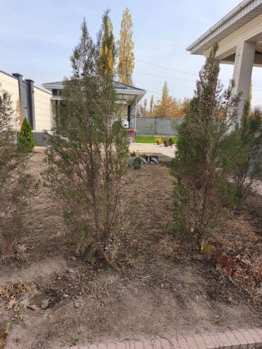 Саженцы деревьев: Туи, Самовывоз at lalafo.kg Саженцы деревьев: Туи, Самовывоз