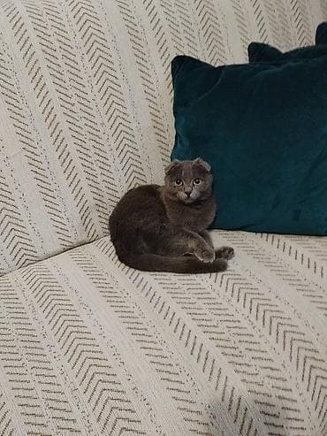 Британская короткошёрстная, 2 года, Девочка, Серый at lalafo.kg Британская короткошёрстная, 2 года, Девочка, Серый