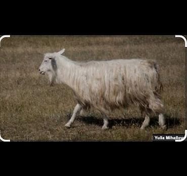 Эчки тарап тывытын алабыз. Закупаем козий пух/шерсть. - Принимаем at lalafo.kg Эчки тарап тывытын алабыз. Закупаем козий пух/шерсть. - Принимаем