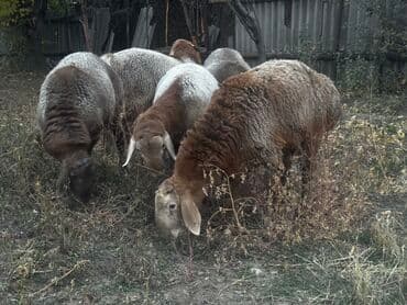 Продаю | Овца (самка) | Для разведения at lalafo.kg Продаю | Овца (самка) | Для разведения