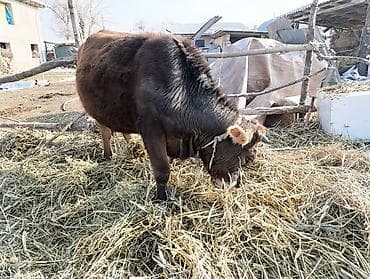 Продаю | Тёлка | Для разведения | Нетель at lalafo.kg Продаю | Тёлка | Для разведения | Нетель