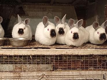 Чычкандар: Декоративдик коендор lalafo.kg да — 1 Чычкандар: Декоративдик коендор — 1