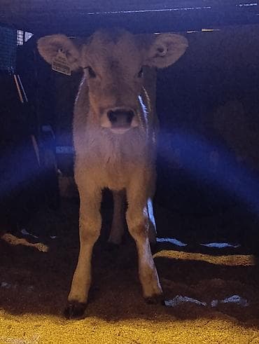 Продаю | Музоо, торпок | На откорм at lalafo.kg Продаю | Музоо, торпок | На откорм