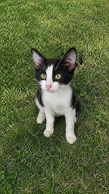 Вязка кошек: Кошка даром: Беспородная, 3 месяца, Девочка, Метис at lalafo.kg — 4 Вязка кошек: Кошка даром: Беспородная, 3 месяца, Девочка, Метис — 4