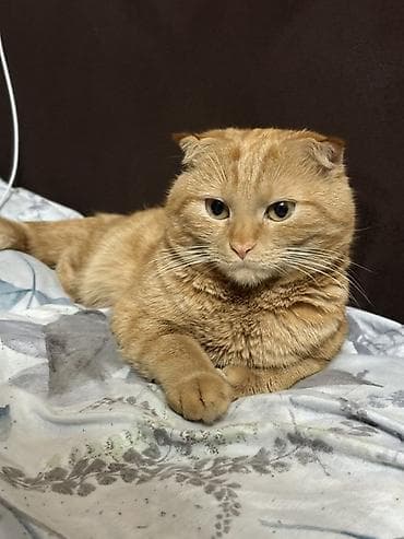 Скотиш Фолд (Шотландская вислоухая), 10 месяцев, Мальчик, Рыжий, Приучена к лотку at lalafo.kg Скотиш Фолд (Шотландская вислоухая), 10 месяцев, Мальчик, Рыжий, Приучена к лотку
