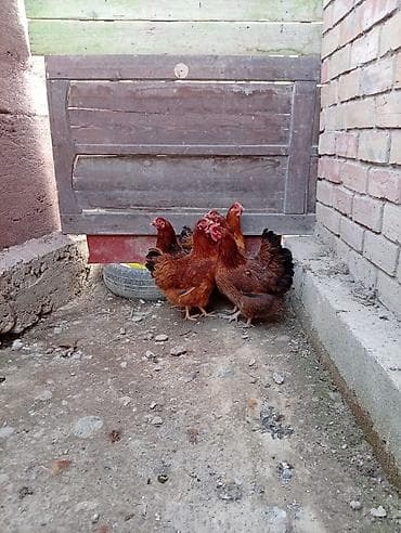 Продаю | Куры | Несушки at lalafo.kg Продаю | Куры | Несушки