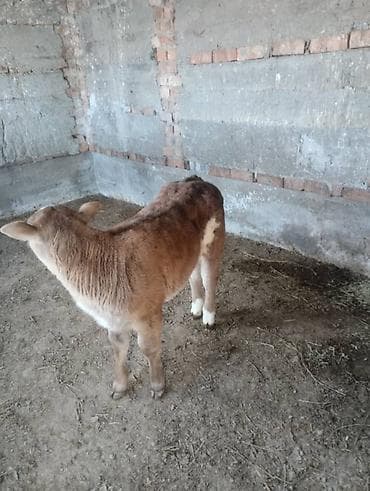 Продаю | Тёлка | На откорм at lalafo.kg Продаю | Тёлка | На откорм